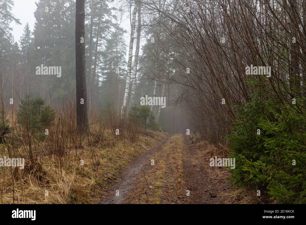 Misty path in the woods Stock Photo