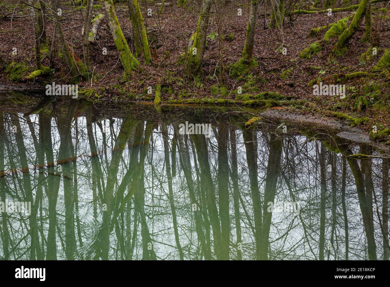 Forest reflection in water, green cold water Stock Photo