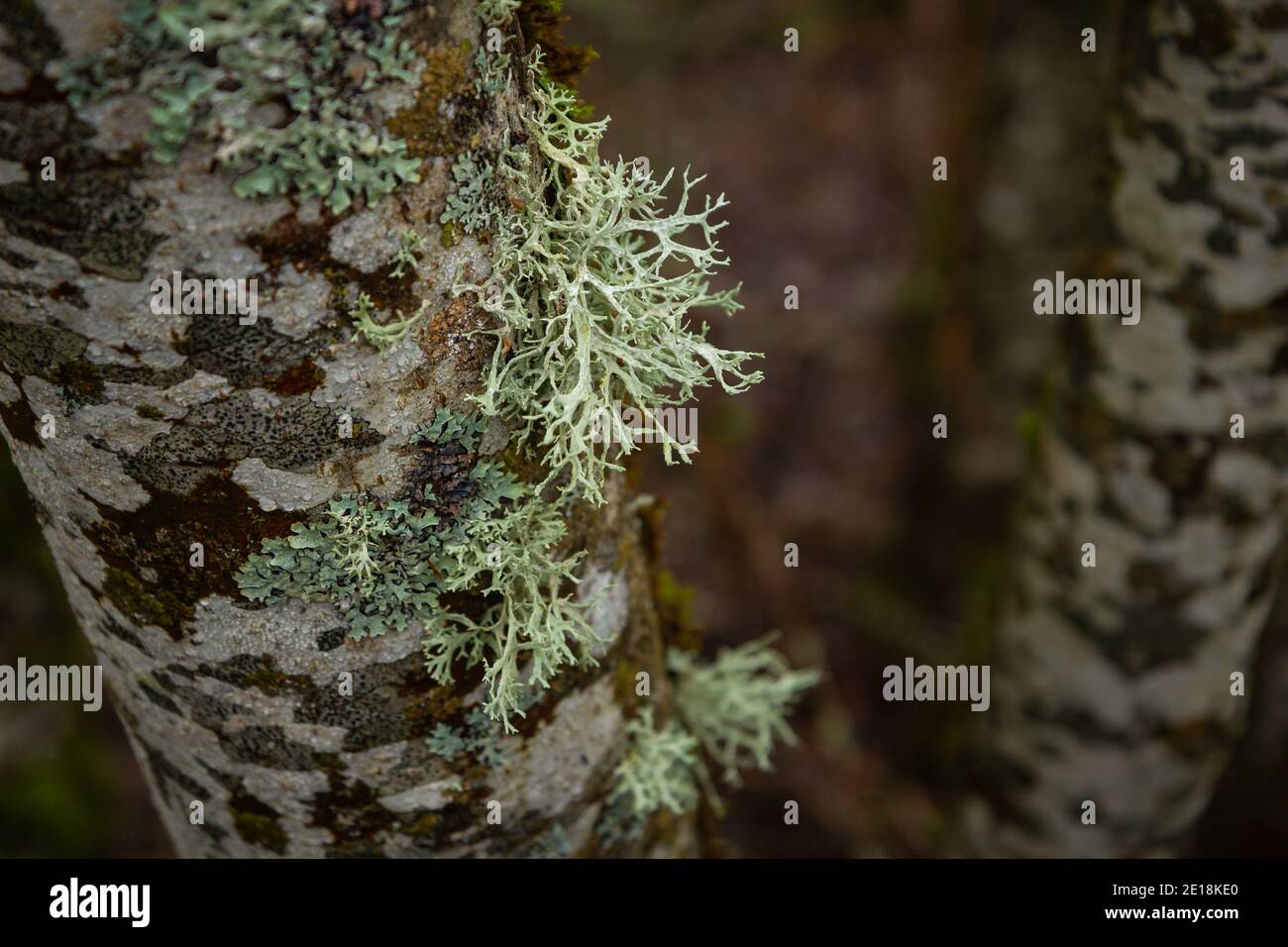 Grey lichen growing on bark of tree,  winter in nature Stock Photo