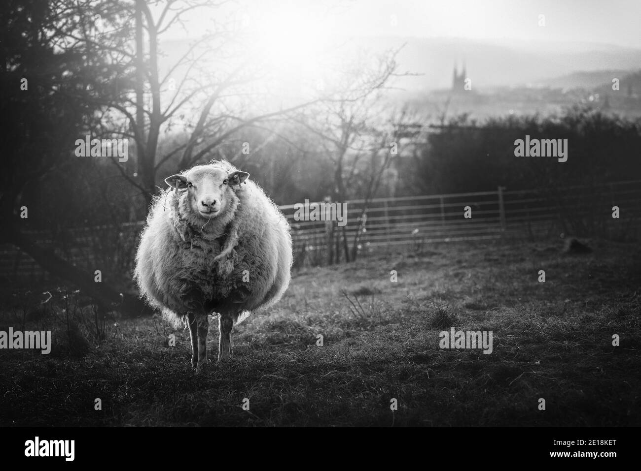 A lone sheep grazing in a corral in the late afternoon. Black and white photo. Stock Photo