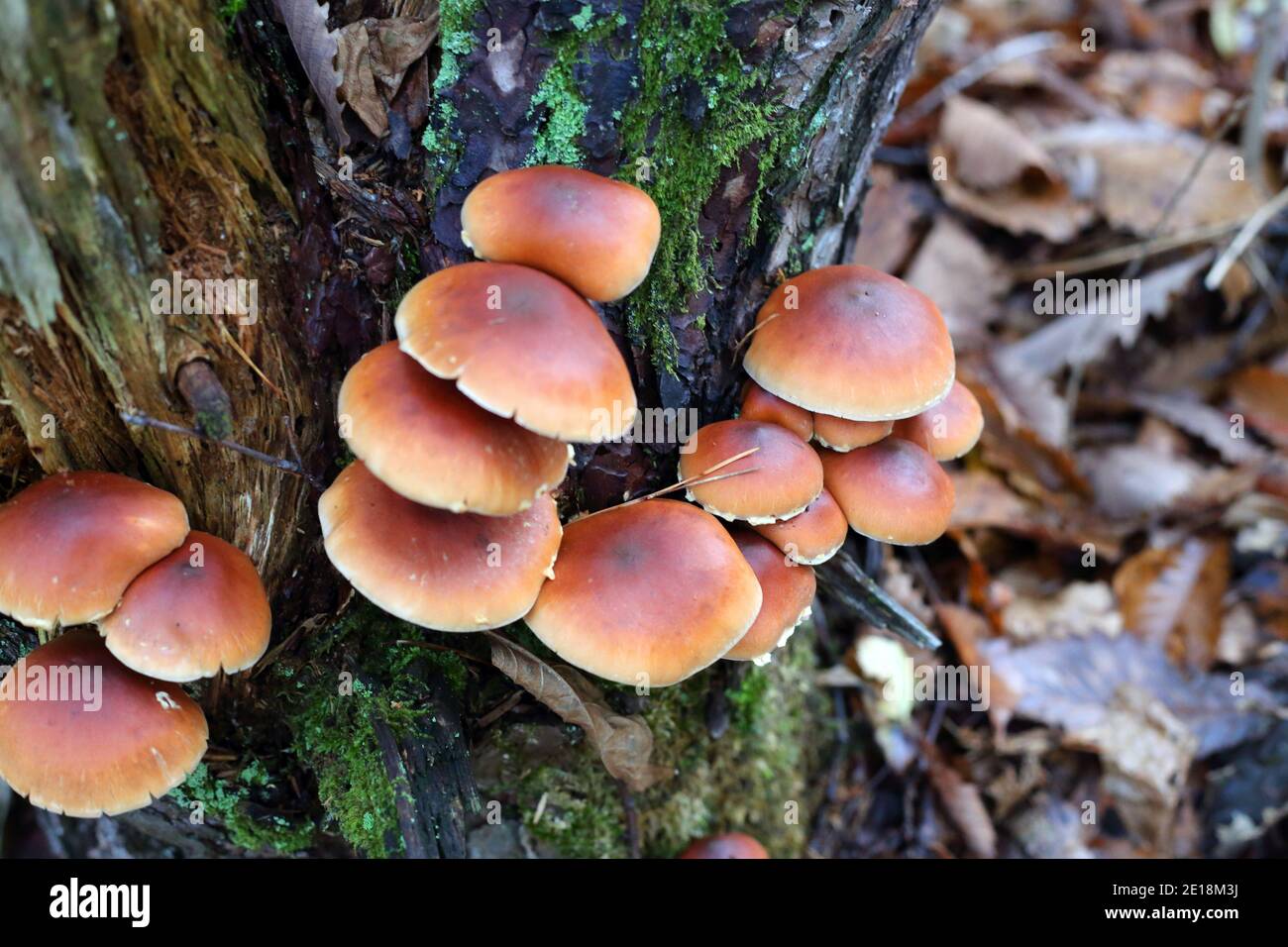 Chestnut mushroom or kuritake (Hypholoma sublateritium) in Japan Stock Photo