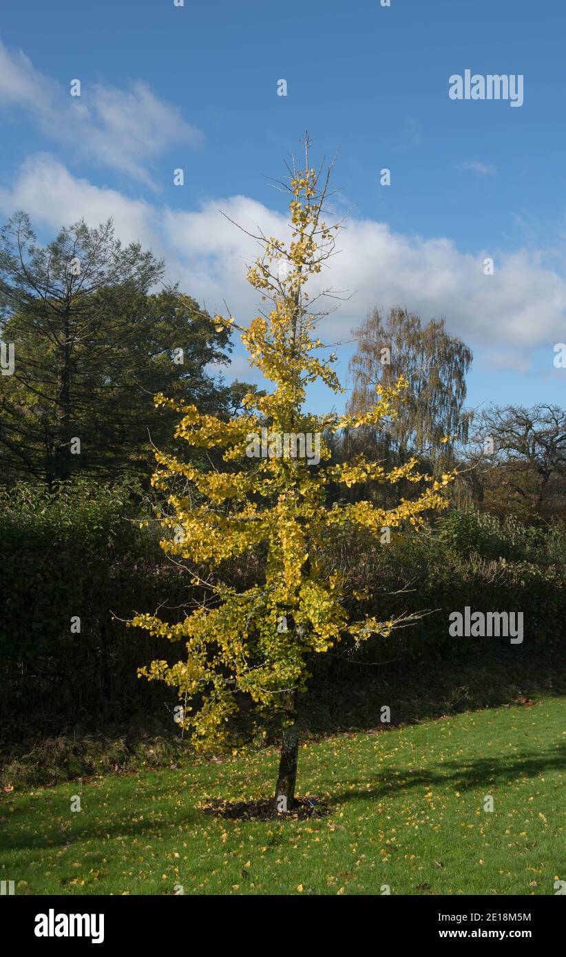 Bright Yellow Autumn Leaves of a Deciduous Maidenhair Tree (Ginkgo biloba) Growing in a Garden in Rural Devon, England, UK Stock Photo