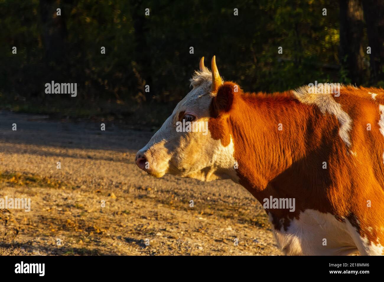 Red cow in profile on a blurry background of a summer landscape. A beautiful white-brown cow grazes alone in a field near the forest. Domestic animal Stock Photo
