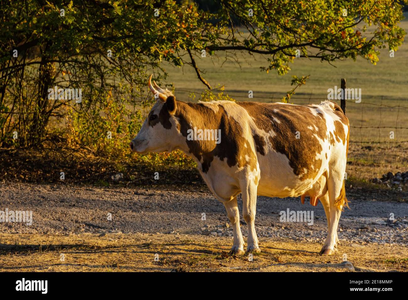 Red cow in profile on a blurry background of a summer landscape. A beautiful white-brown cow grazes alone in a field near the forest. Domestic animal Stock Photo