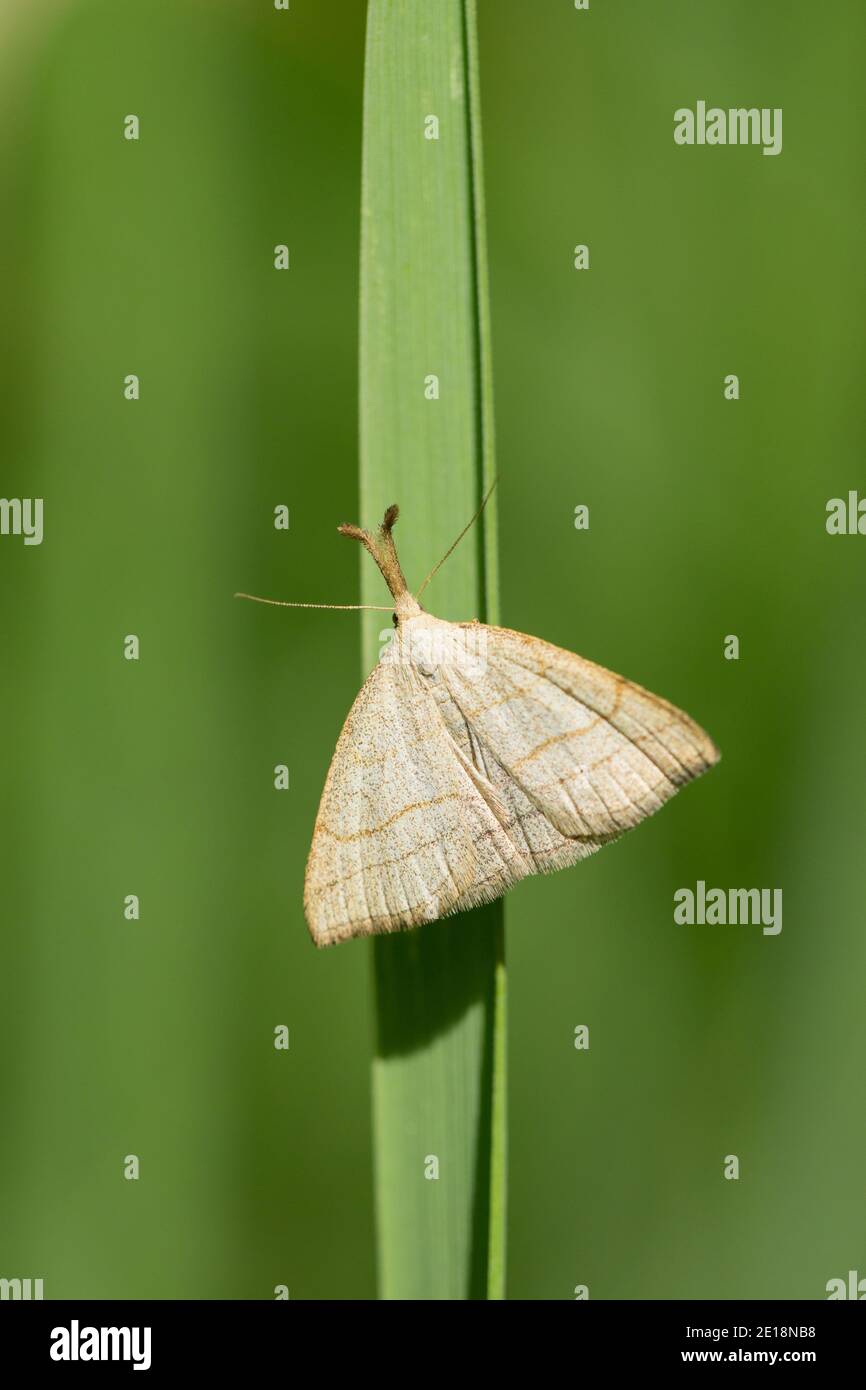 Litter moth (Polypogon tentacularius) Stock Photo