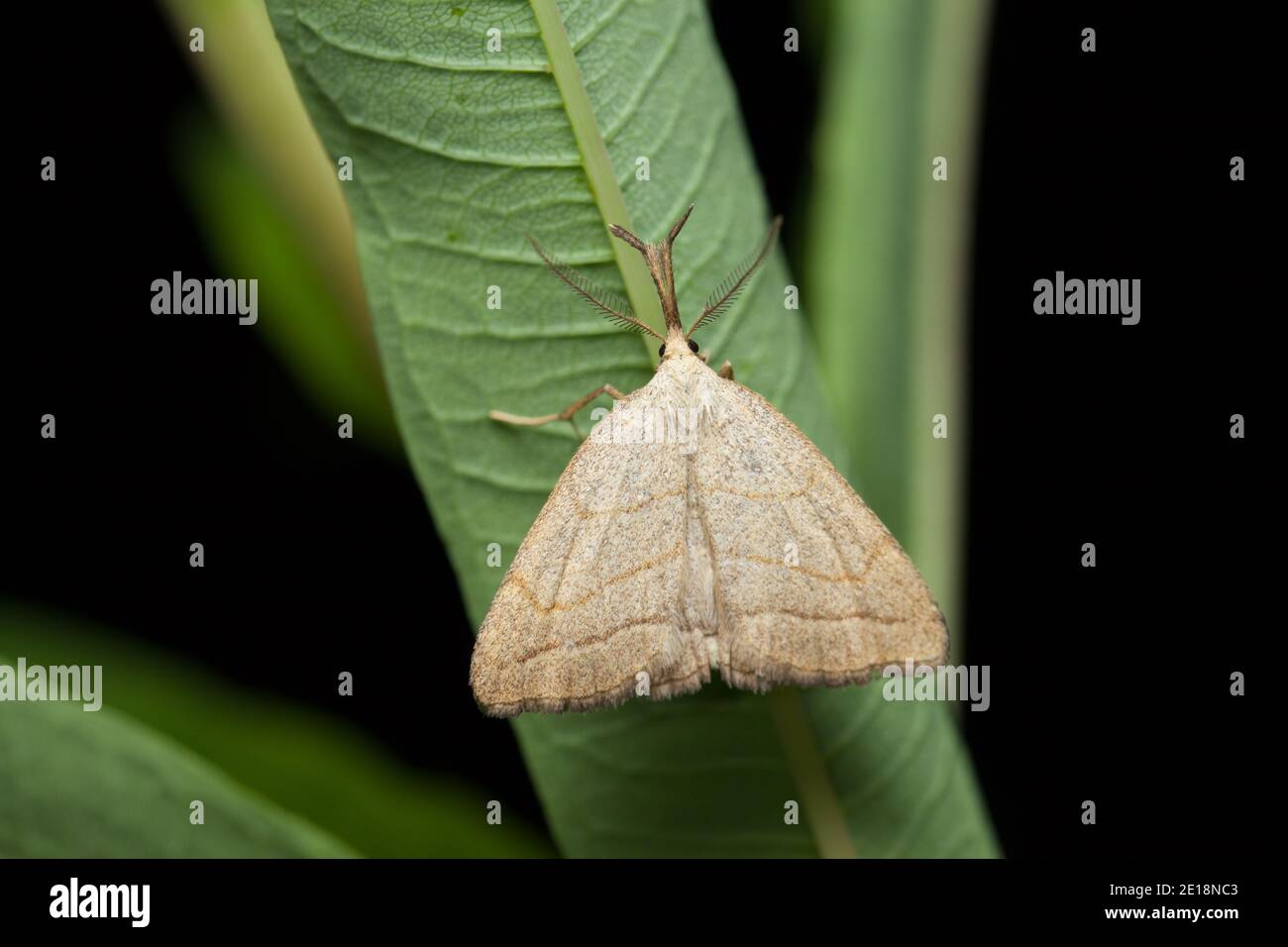 Litter moth (Polypogon tentacularius Stock Photo Alamy