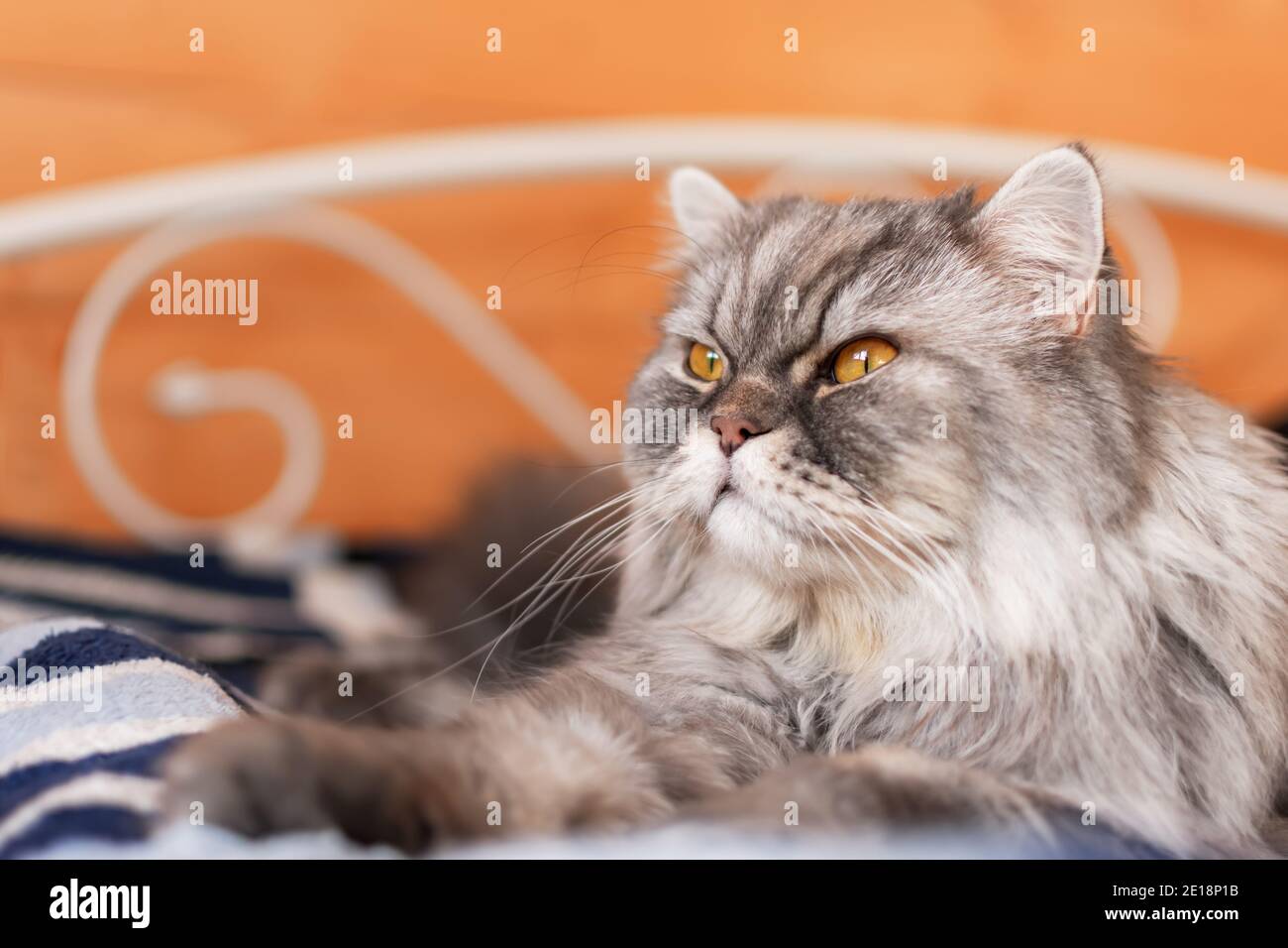 A fluffy Scottish cat with orange eyes lies on the bed and looks away. A sleepy, serious look. Portrait of a pet. Muzzle of a fluffy kitten. Lunch nap Stock Photo