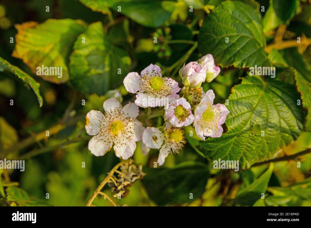 Blackberry flowers in an English hedgerow in the autumn. Stock Photo