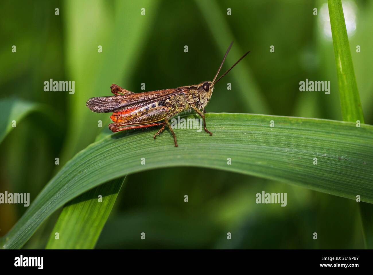 The red-bodied grasshopper (Omocestus haemorrhoidalis) is a grasshopper from the family of field locusts (Acrididae). This male walk on a leaf. Stock Photo