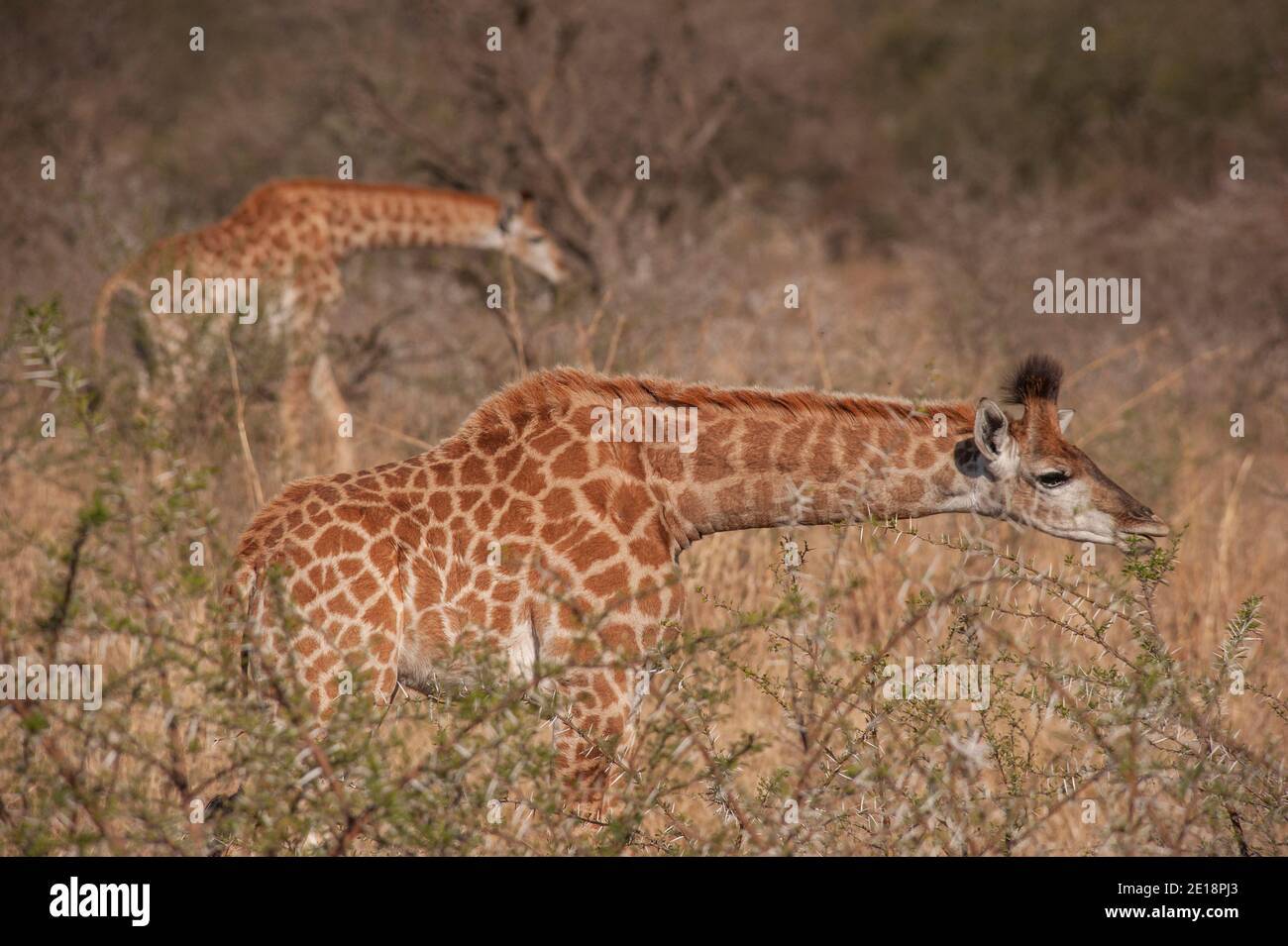 South African giraffe or Cape giraffe (Giraffa camelopardalis giraffa), Kwa Zulu Natal Stock Photo