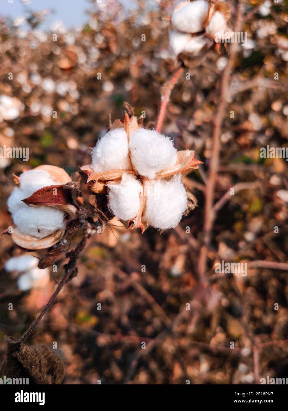 Cotton Seed Price Per Kg In India Clearance Buy uecavanis.edu.ec