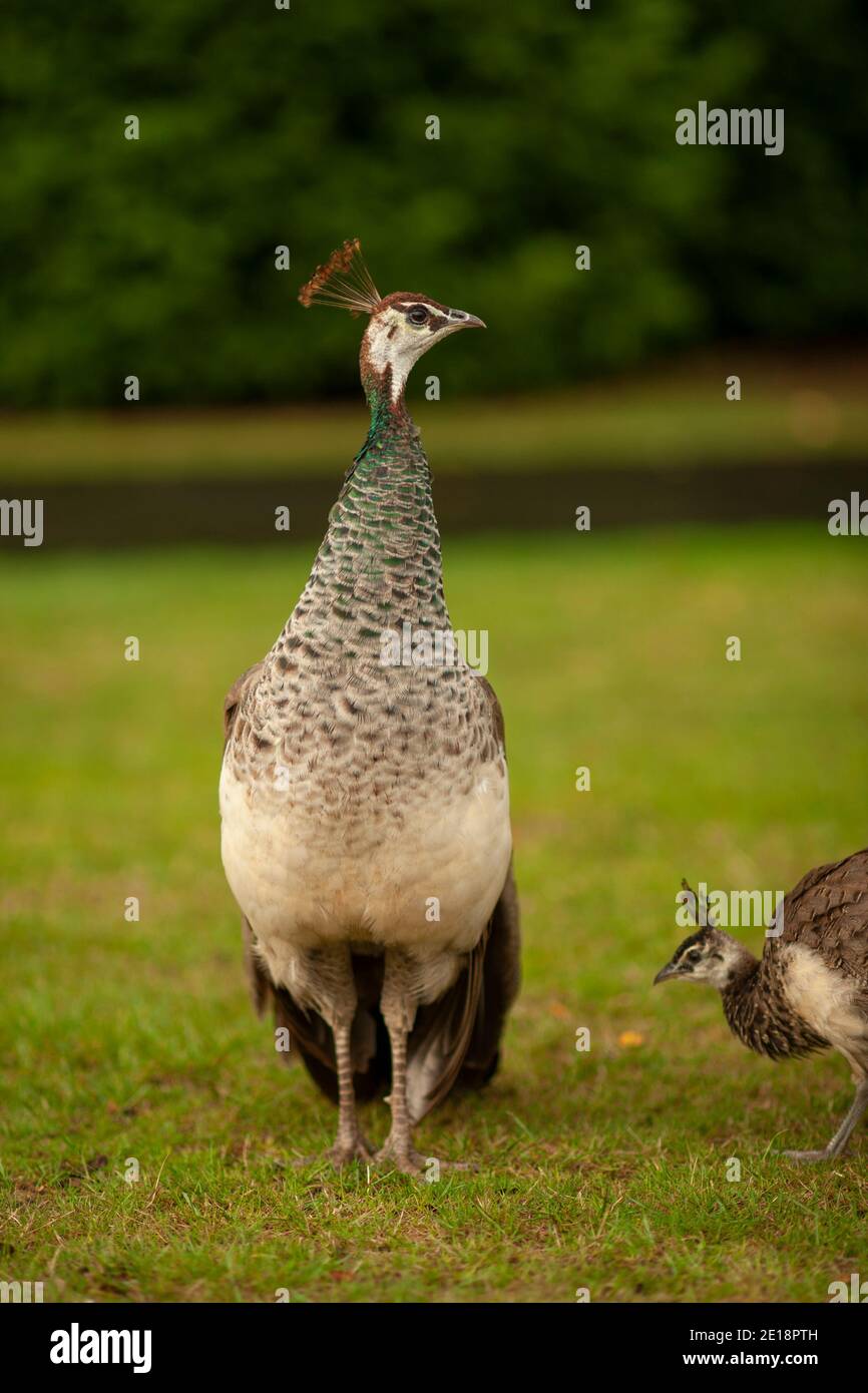Indian peafowl Pavo cristatus or common peafowl or blue peafowl, or peacock. Female with young Stock Photo