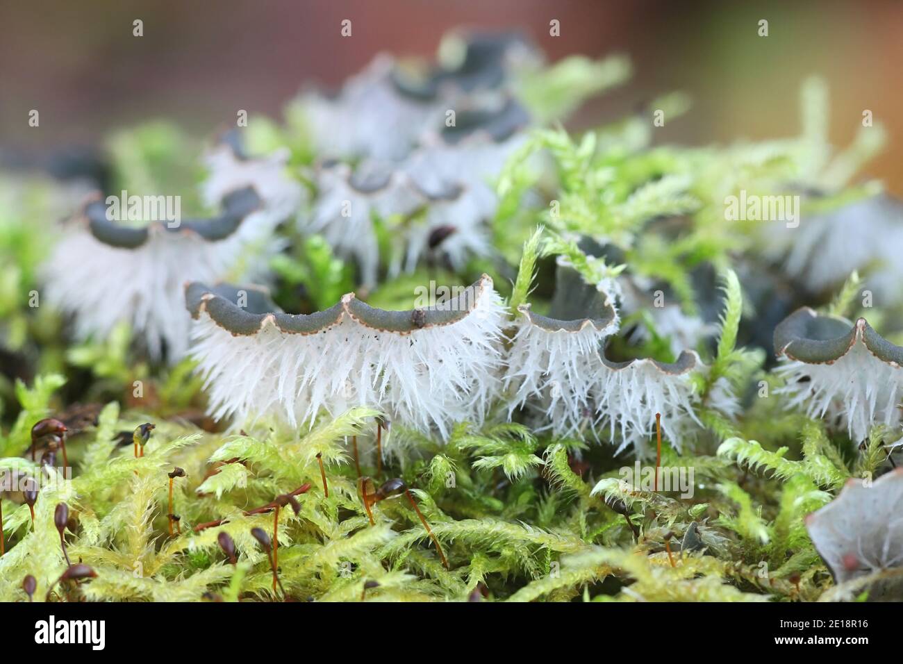Peltigera canina, commonly known as dog lichen Stock Photo