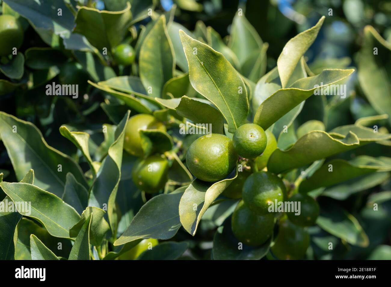 Kumquats (Citrus japonica) , Isehara City, Kanagawa Prefecture, Japan