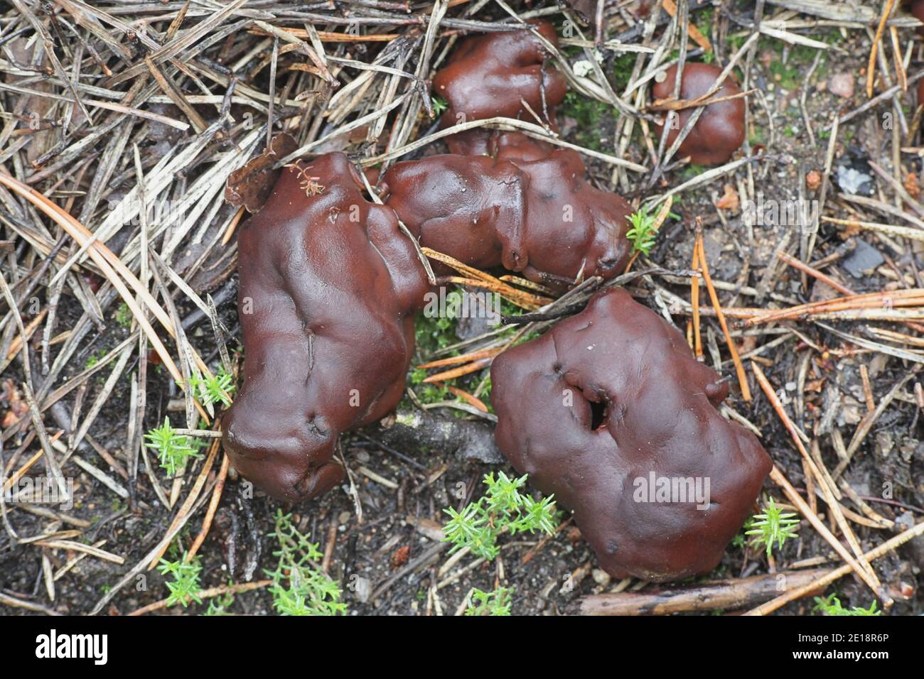 Rhizina undulata, also called Helvella inflata, commonly known as pine firefungus or doughnut fungus, wild mushroom from Finland Stock Photo