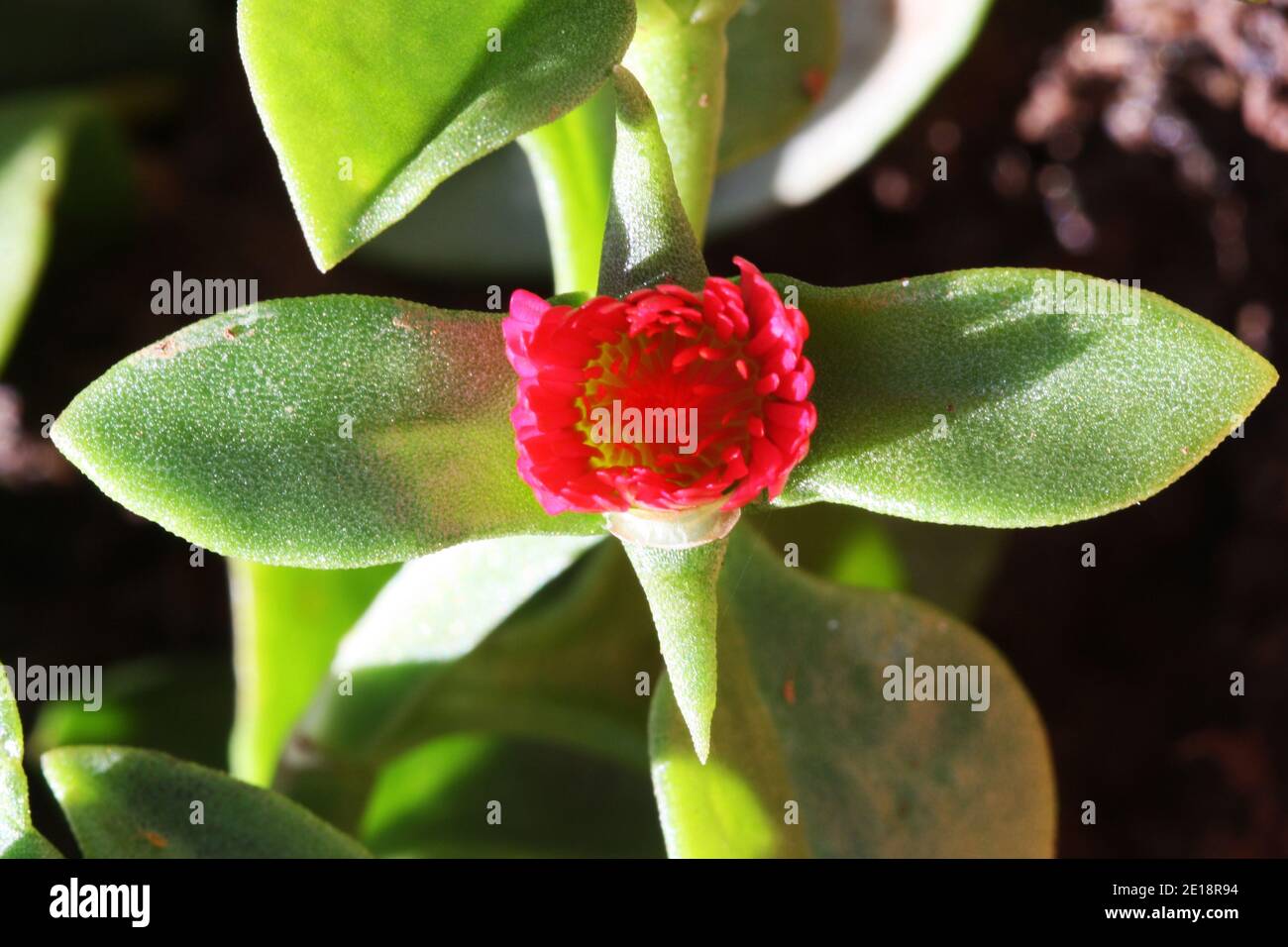 Mittagsblume aptenia cordifolia Stock Photo