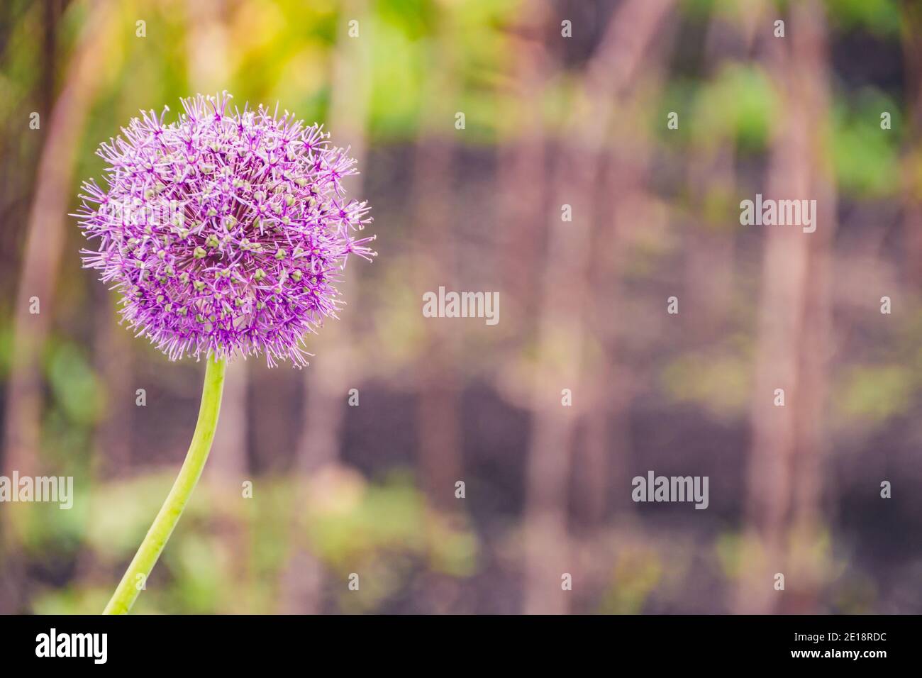 Wild onion grass hi-res stock photography and images - Alamy