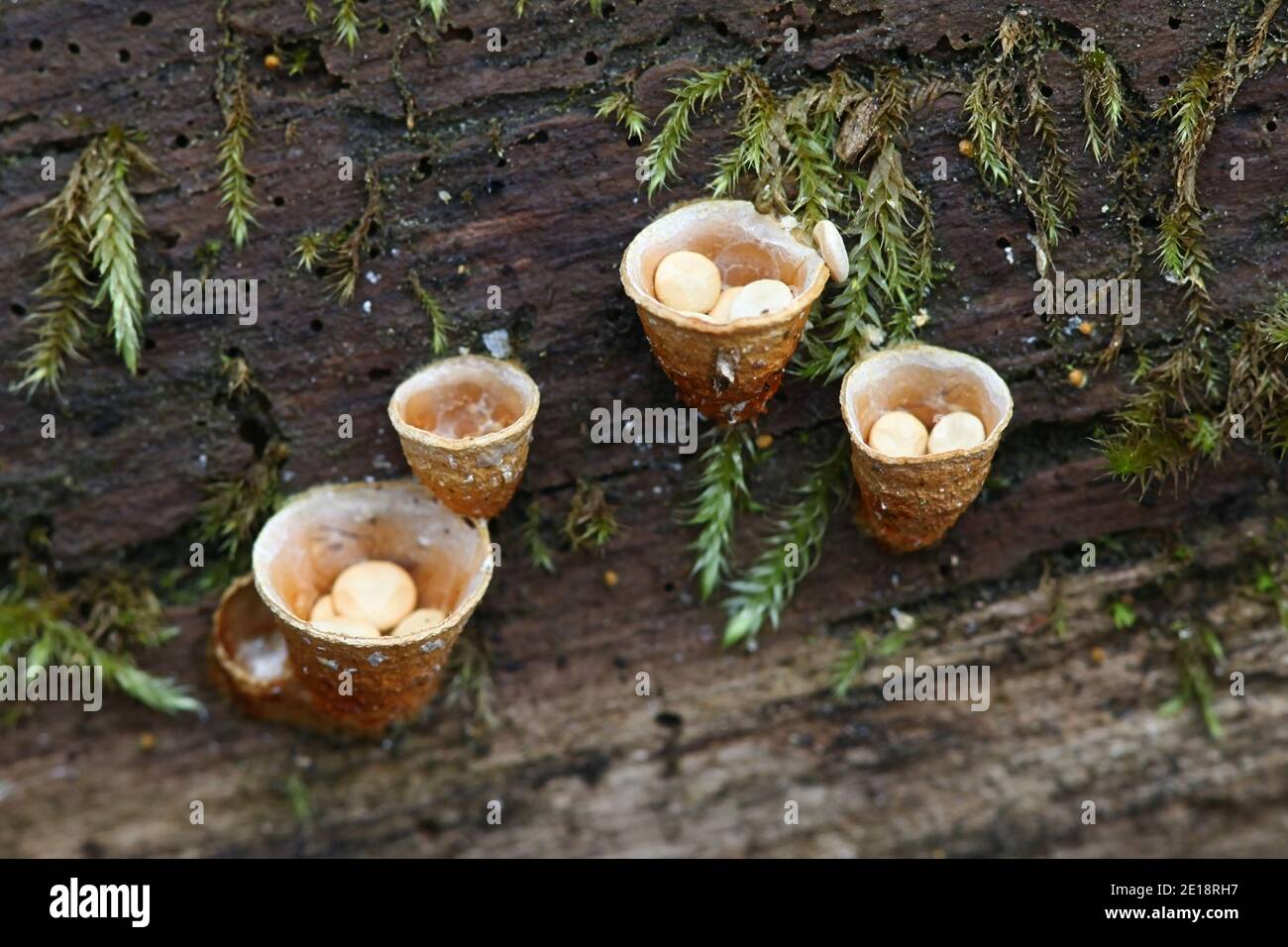 Crucibulum laeve, known as common bird's-nest fungus or bird's nest, wild fungus from Finland Stock Photo