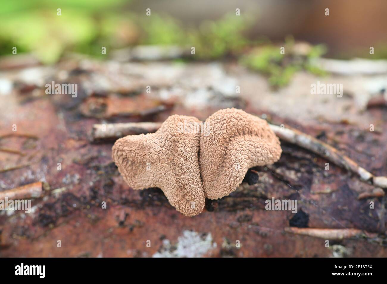 Encoelia furfuracea, known as spring hazelcup, wild fungus from Finland Stock Photo
