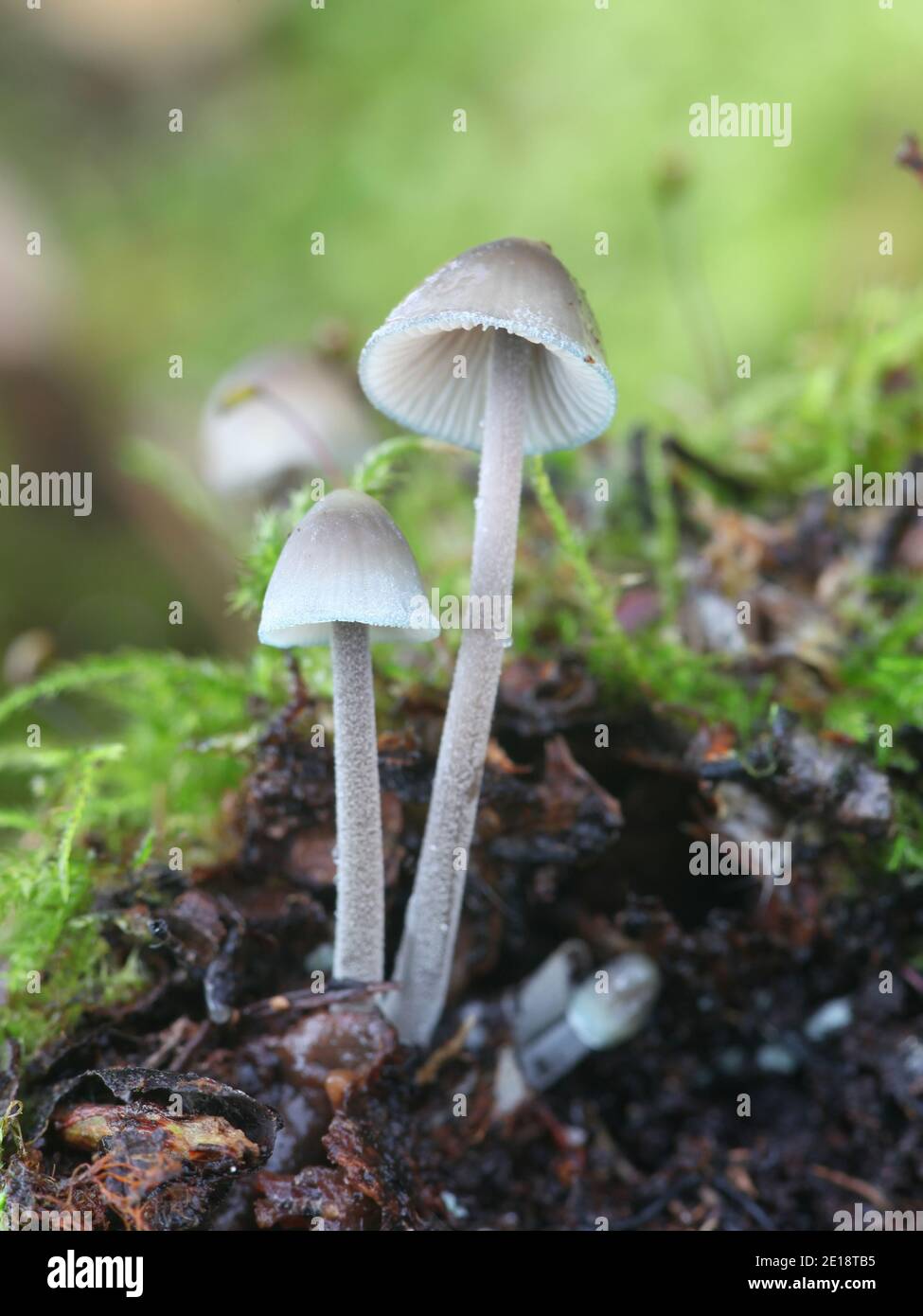 Mycena amicta, known as the coldfoot bonnet, wild mushroom from Finland Stock Photo