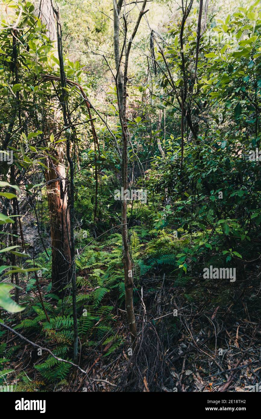 Tasmania Bush Reeds wild Tasmanian bush landscape during a hike to Fossil Cove near the ...