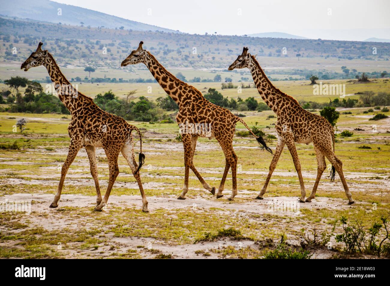 Three giraffes walking together in Maasai Mara. Stock Photo