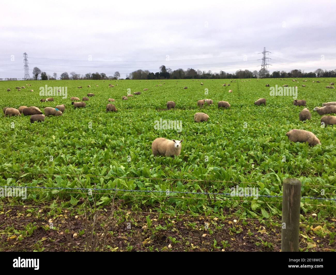 Winter grazing. Sheep grazing in vegetation fields in Wall Hall, Aldenham, Radlett, UK. Stock Photo