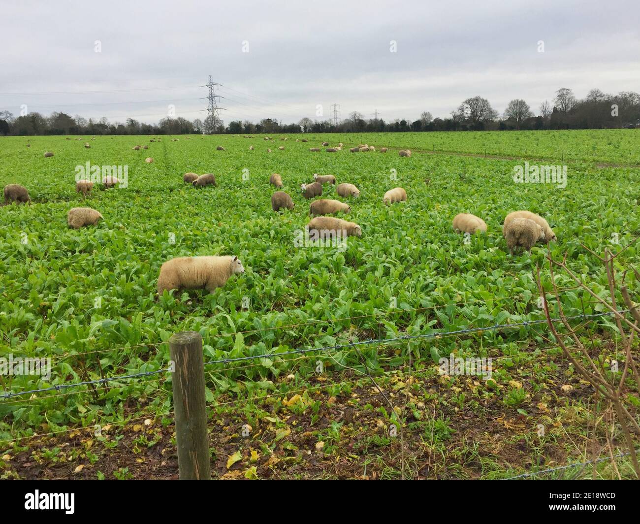 Winter grazing. Sheep grazing in vegetation fields in Wall Hall, Aldenham, Radlett, UK. Stock Photo