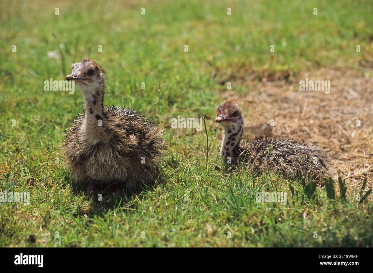 young Hatchlings of the Common Ostrich (Struthio camelus Stock Photo ...