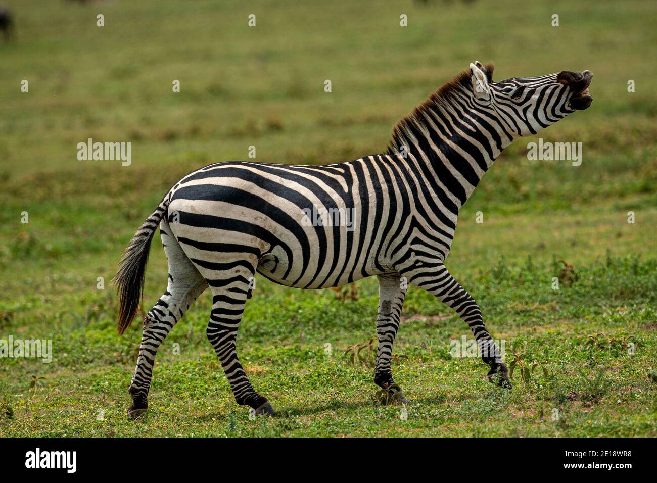 Plains zebra (Equus) neighing, Serengeti National Park, Tanzania, Africa Stock Photo