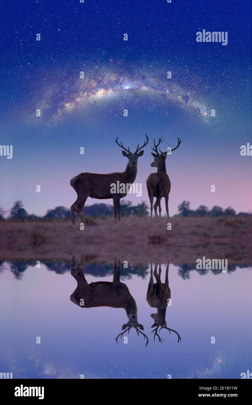 Two red deer stags silhouettes with milky way reflected in lake Stock Photo