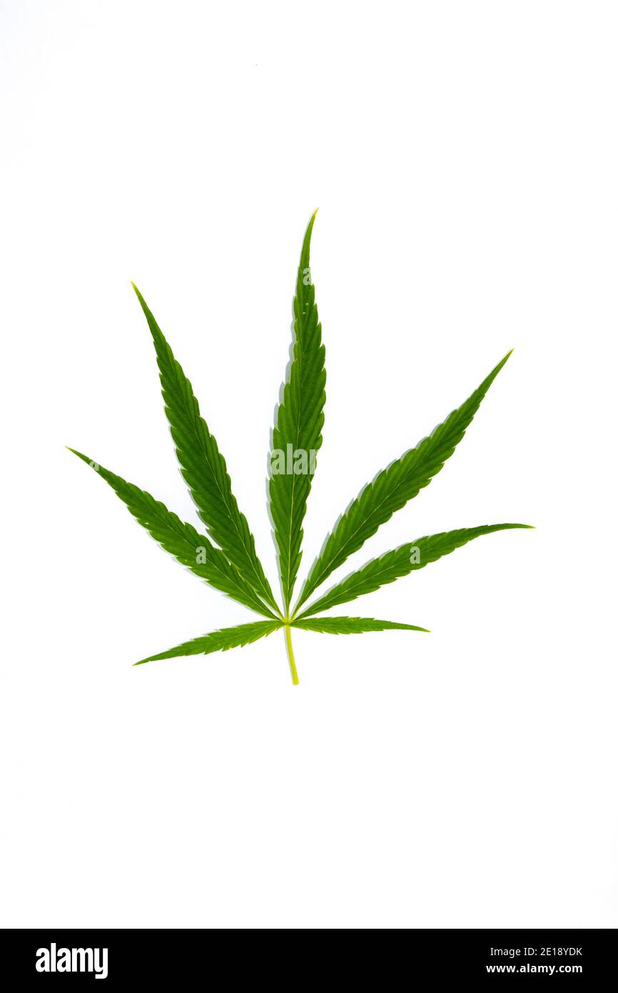 1 x Cannabis Leaf 8" Vinyl Stickers Decals Weed Ganja Skunk 