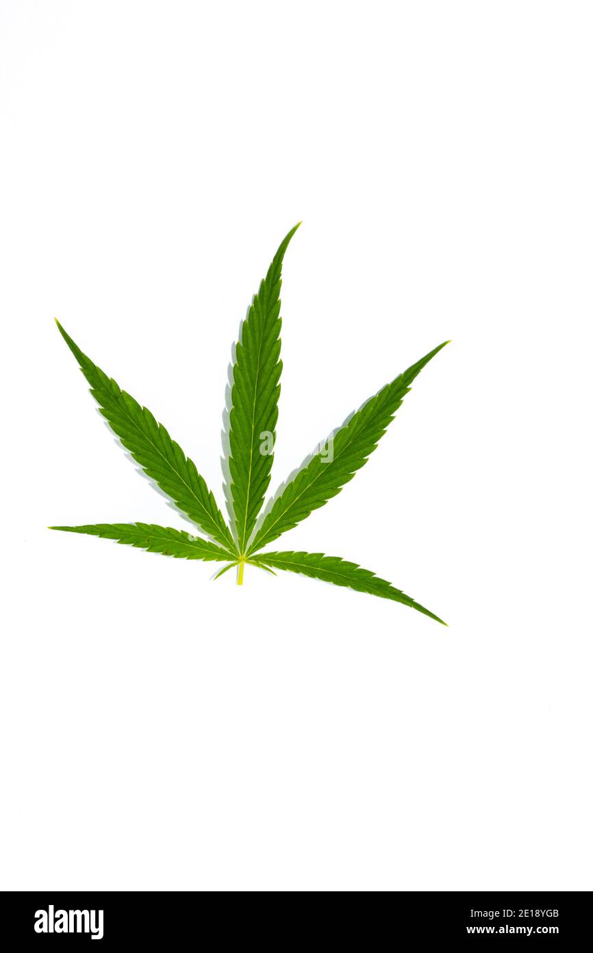 Seamless Repeating Pattern With Marijuana Leaves In Green Colors On Black  Background Royalty Free SVG, Cliparts, Vectors, and Stock Illustration.  Image 83175399., image size:866x1390