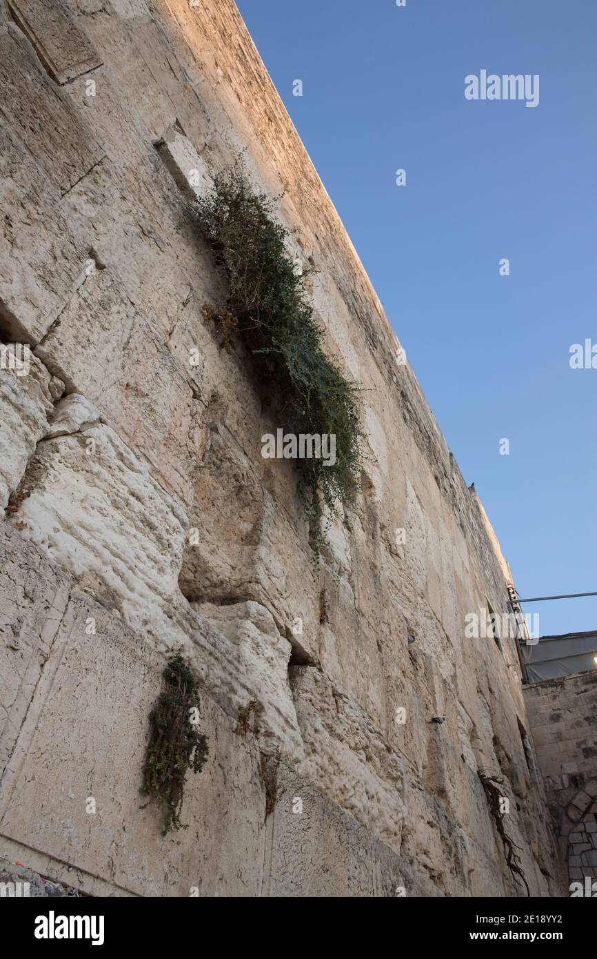 The wailing wall, Old City, Jerusalem, Israel Stock Photo Alamy