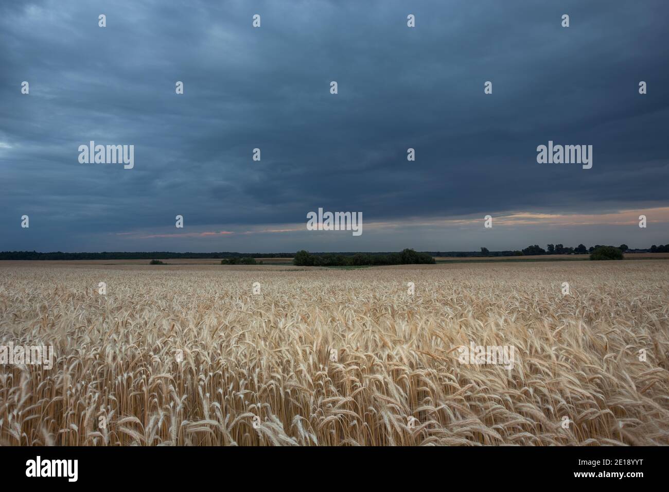 A field with grain and dark clouds on the sky Stock Photo - Alamy