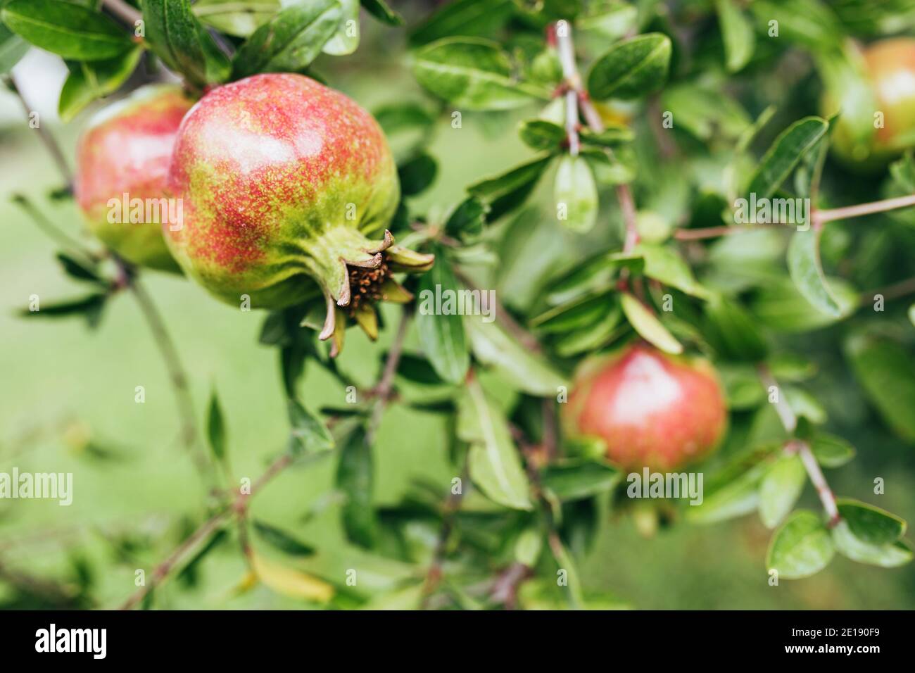 Pomegranate fruits ripen on a tree branch vitamin dynamite for a