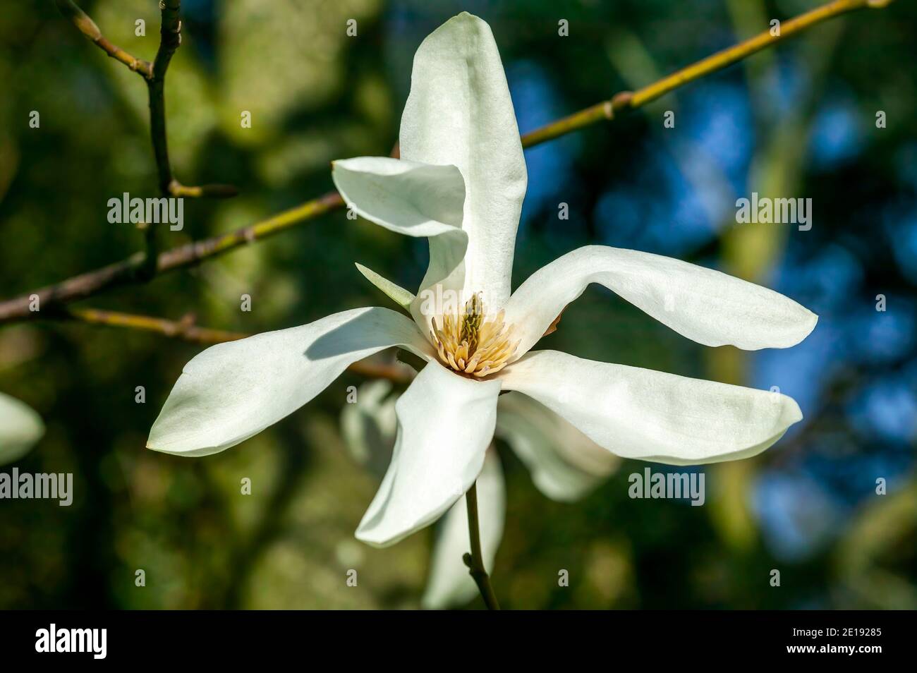 Magnolia x proctoriana a spring summer flowering tree plant with a white or pink springtime stellata flower Stock Photo