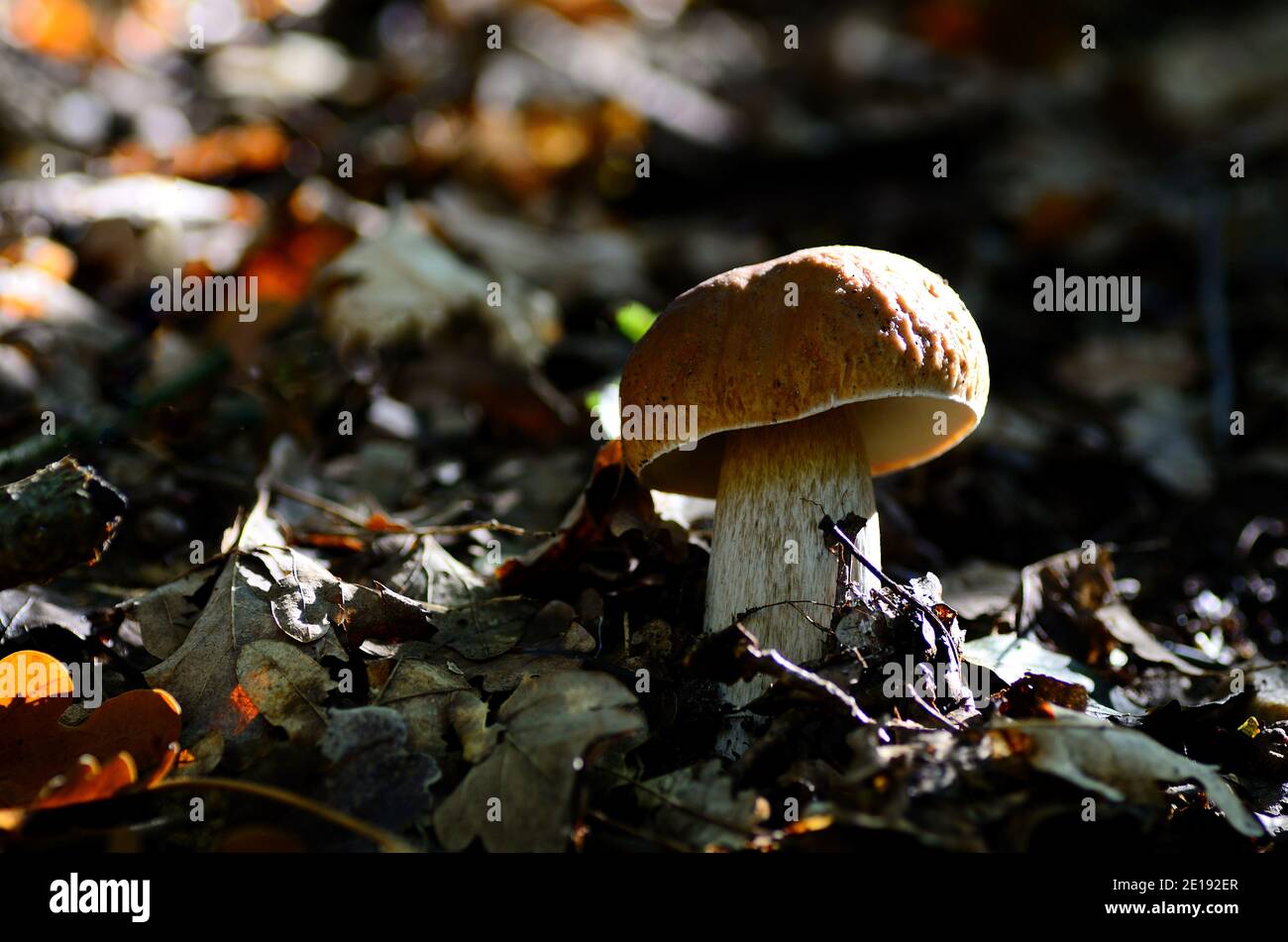 fresh boletus in the forest under leaf Stock Photo