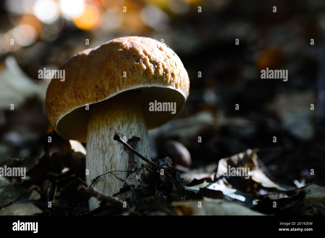 large fresh bolete large view Stock Photo