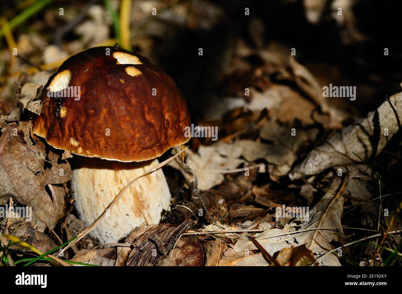 beautiful large bolete in the forest with a dark hat Stock Photo