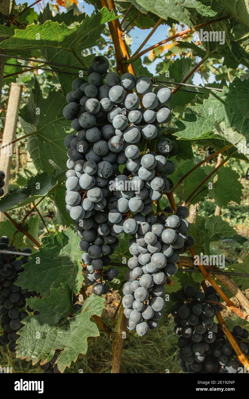 Detail of sweet organic juicy grapevine in autumn. Close up of red grapes in a vineyard