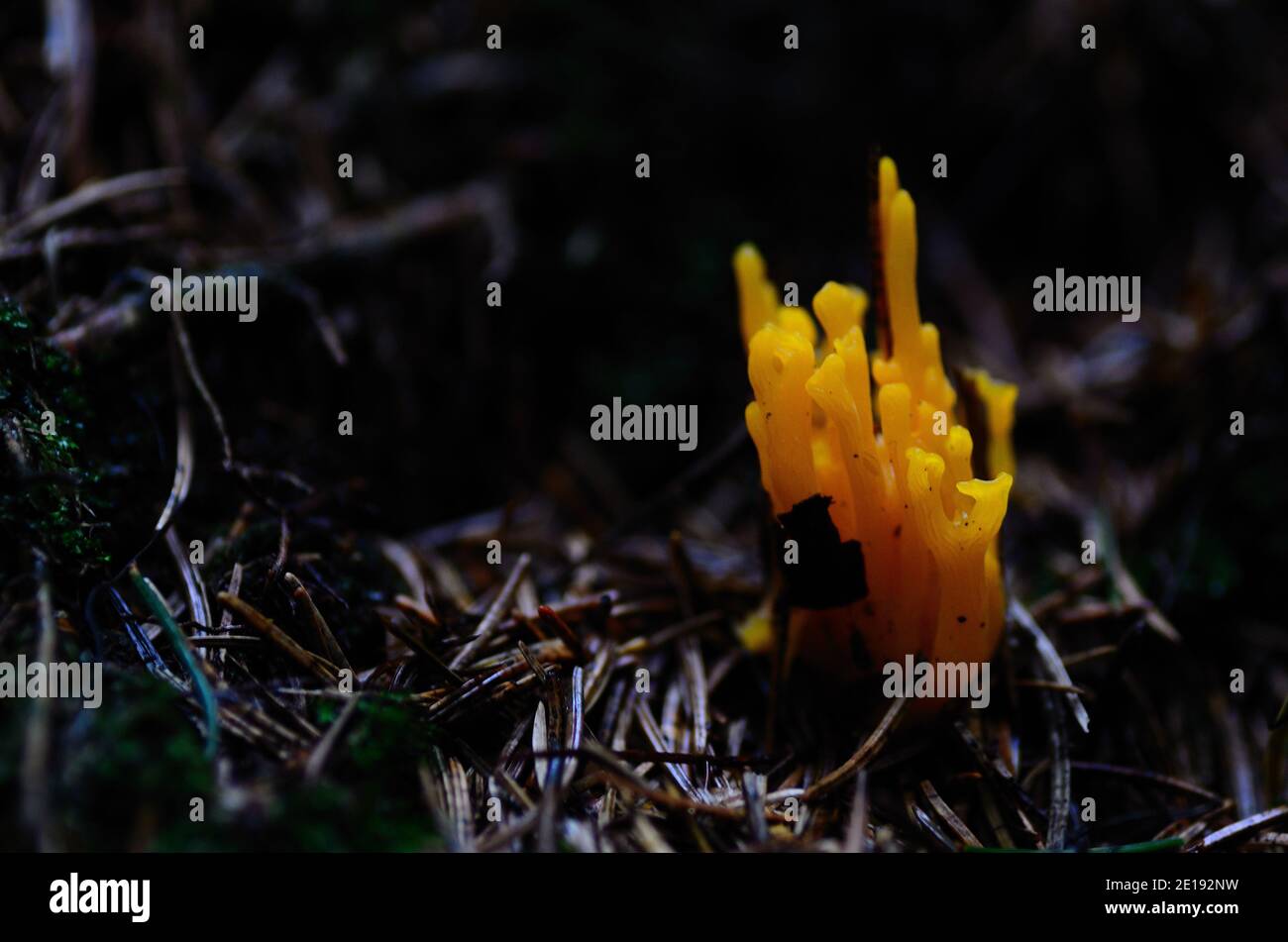 orange coral mushroom in forest floor full of needles Stock Photo
