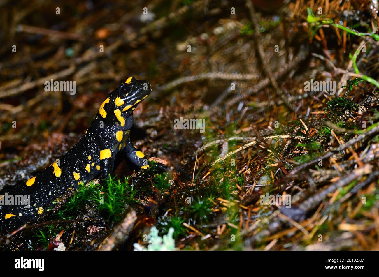 small fire salamander straightens up and looks in the forest Stock Photo