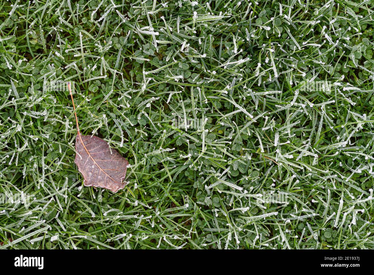 A single dead, brown leaf lies on frost covered green grass Stock Photo Alamy