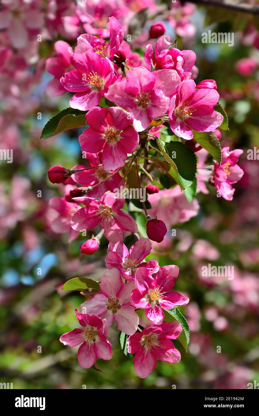 Blossoming spring branch of apple tree with bright pink flowers, buds ...