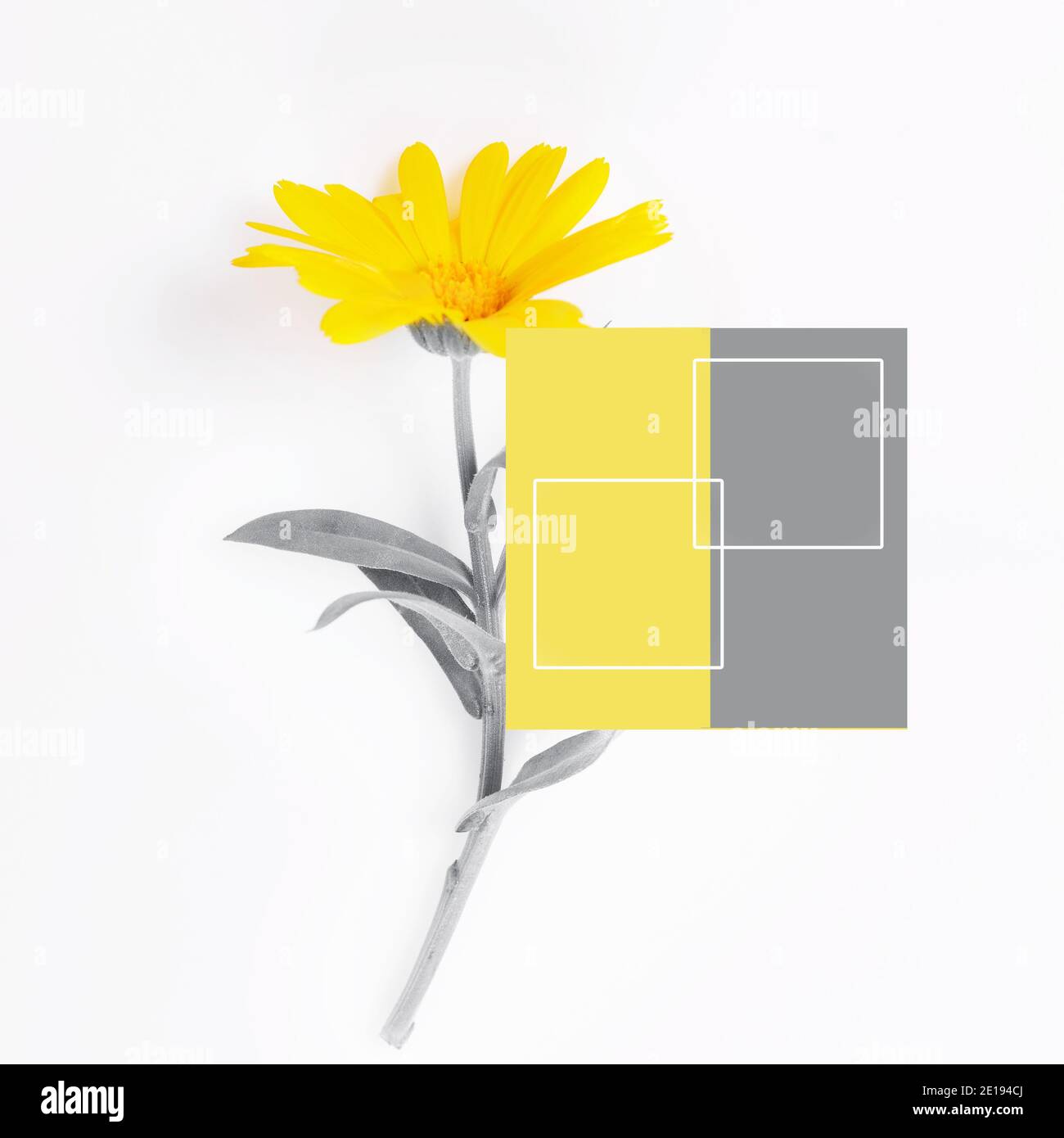 Calendula. The trendy colors of 2021 are gray and yellow Stock Photo