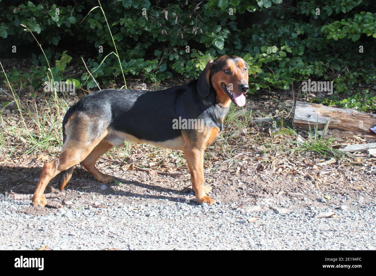 blanket back walker coonhound