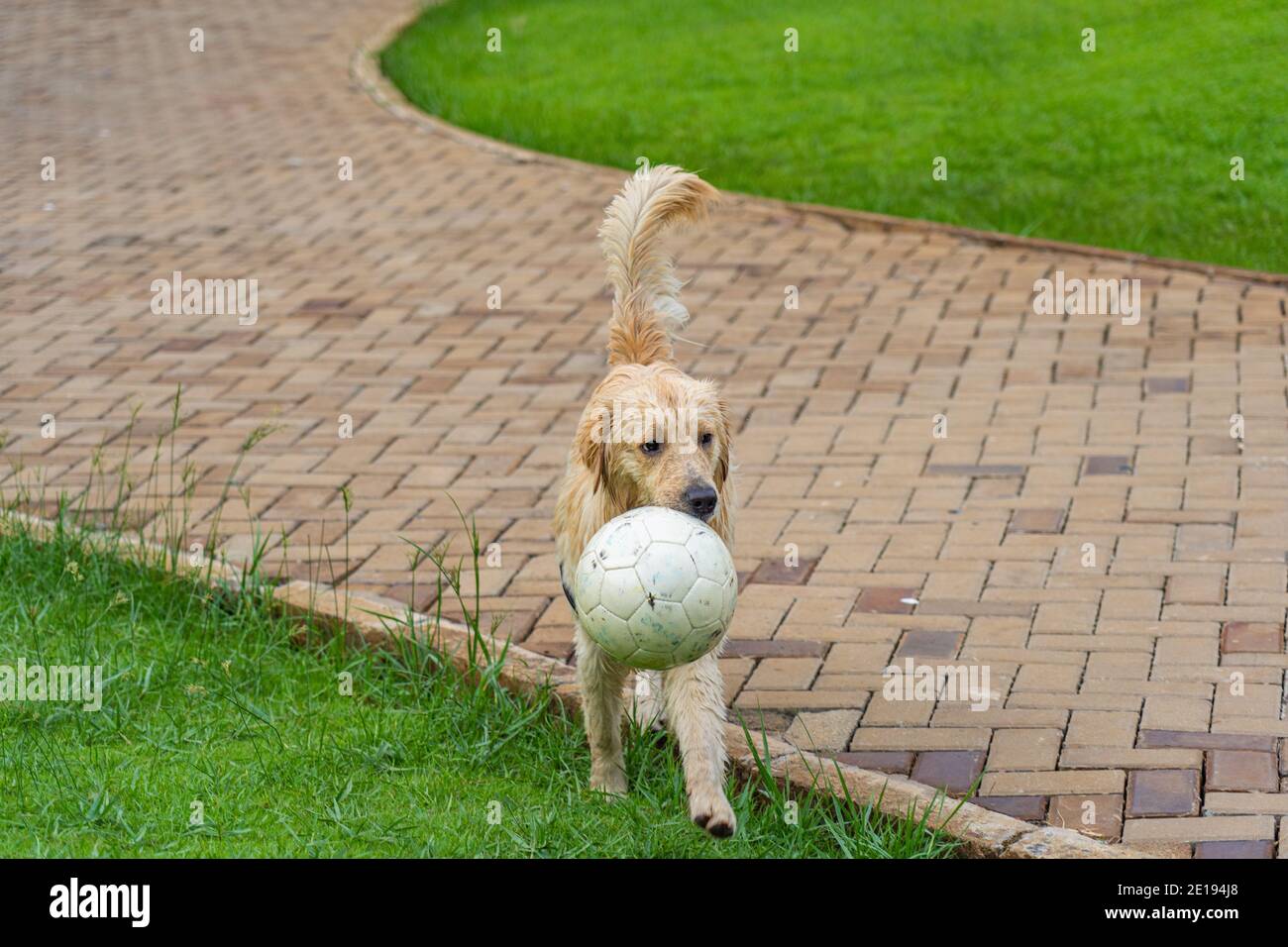 Golden retriever dog carry a ball in his mouth Stock Photo - Alamy