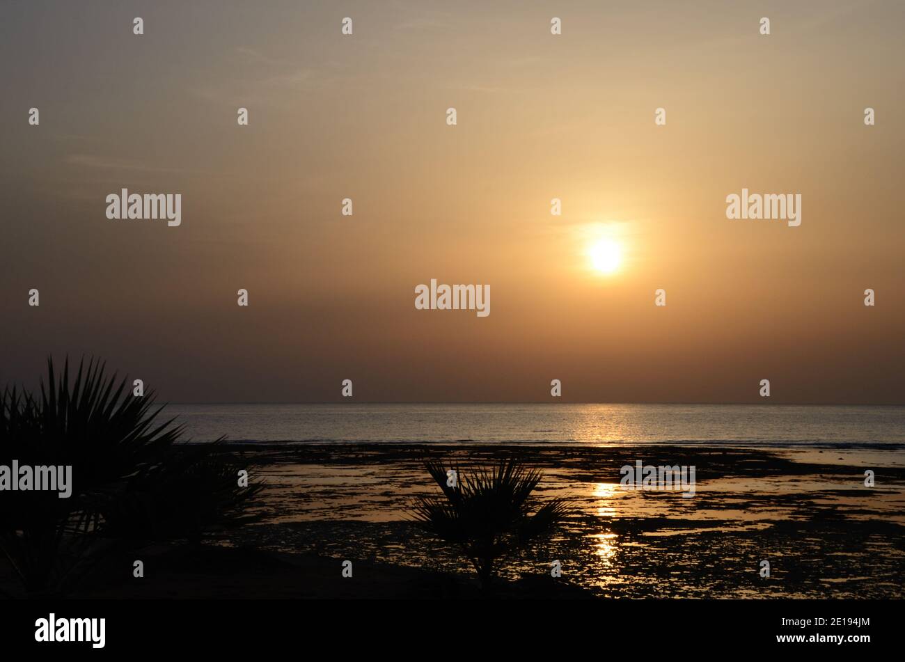 Desert sunrise palm trees camel hi-res stock photography and images - Alamy