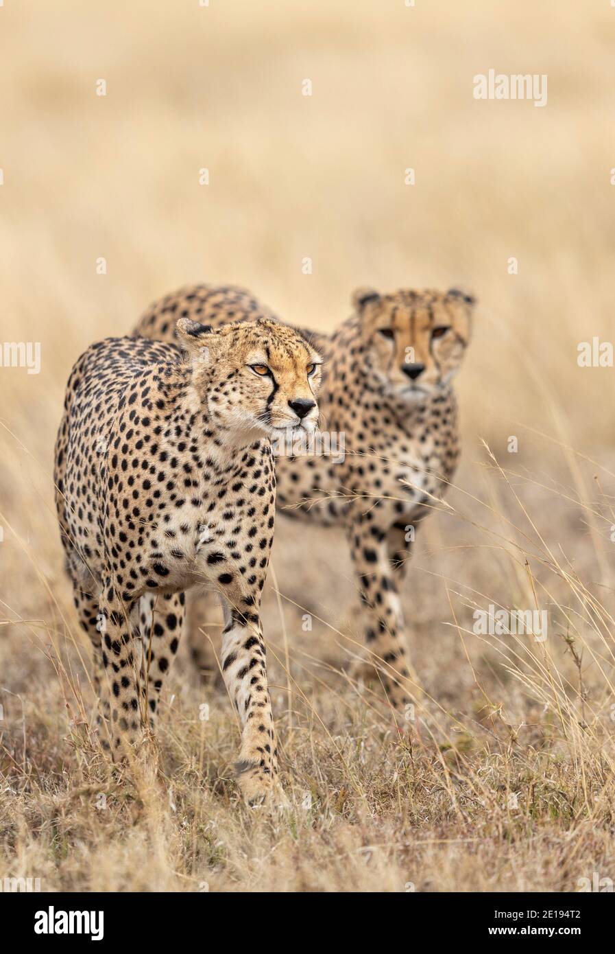 Vertical portrait of two adult cheetahs walking through dry grass plains of Serengeti National Park in Tanzania Stock Photo